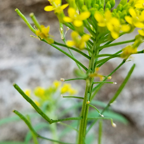 Acker-Schöterich / Erysimum cheiranthoides