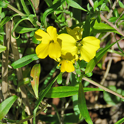 Goldlack / Erysimum cheiri