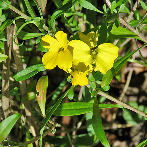 Goldlack / Erysimum cheiri