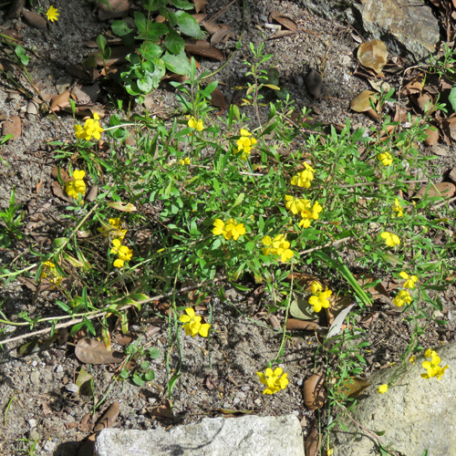 Goldlack / Erysimum cheiri