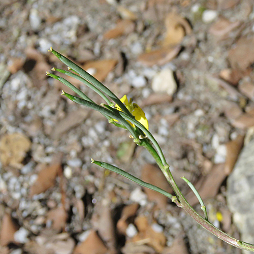 Goldlack / Erysimum cheiri