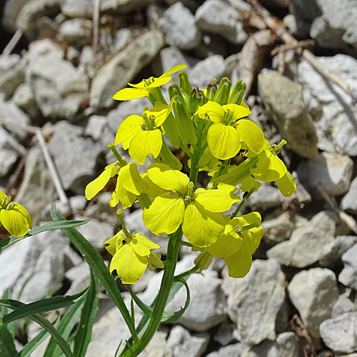 Blassgelber Schöterich / Erysimum ochroleucum