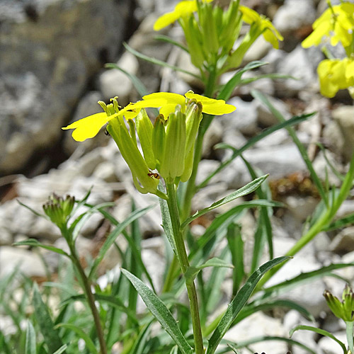 Blassgelber Schöterich / Erysimum ochroleucum