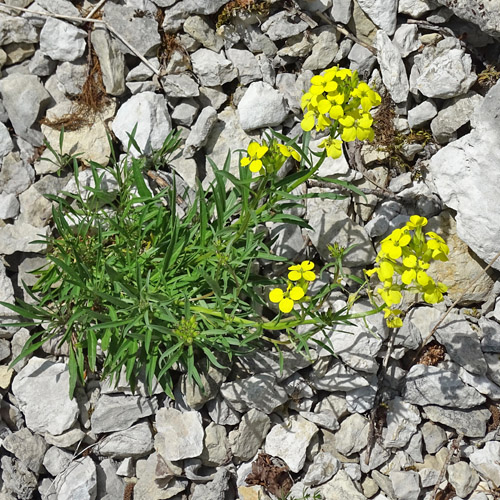 Blassgelber Schöterich / Erysimum ochroleucum