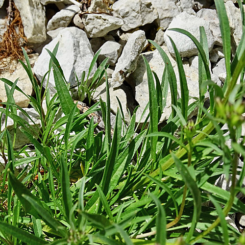 Blassgelber Schöterich / Erysimum ochroleucum