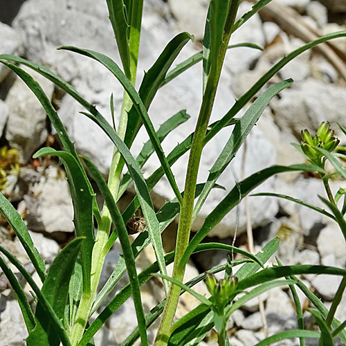 Blassgelber Schöterich / Erysimum ochroleucum