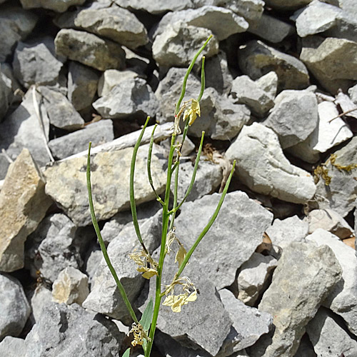 Blassgelber Schöterich / Erysimum ochroleucum