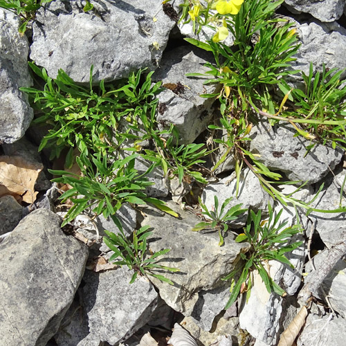 Blassgelber Schöterich / Erysimum ochroleucum