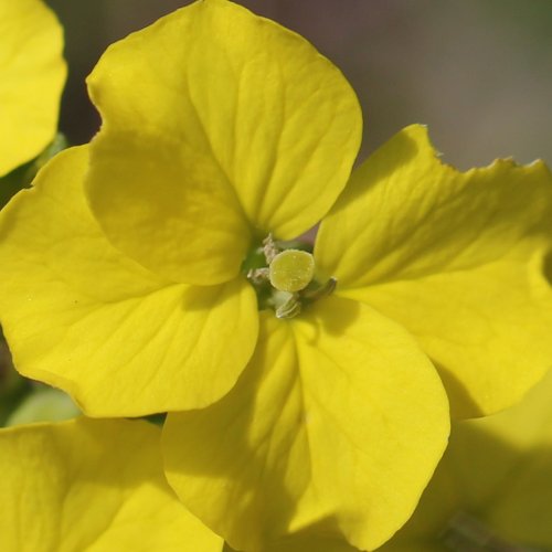 Schweizer Schöterich / Erysimum rhaeticum