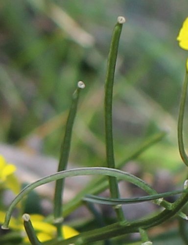 Schweizer Schöterich / Erysimum rhaeticum