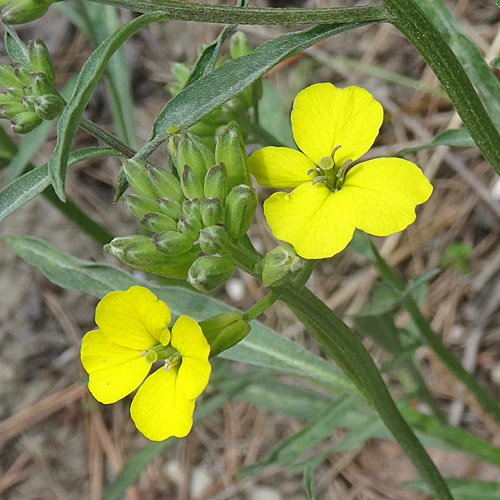 Schweizer Schöterich / Erysimum rhaeticum