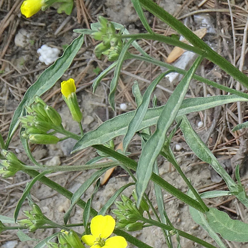 Schweizer Schöterich / Erysimum rhaeticum