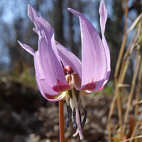 Hundszahnlilie / Erythronium dens-canis