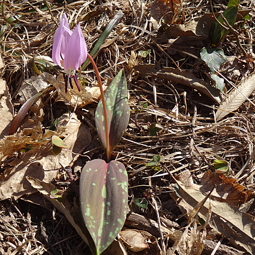 Hundszahnlilie / Erythronium dens-canis