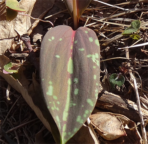 Hundszahnlilie / Erythronium dens-canis