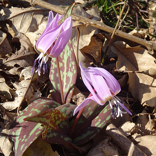 Hundszahnlilie / Erythronium dens-canis