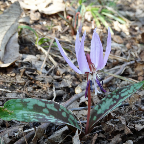 Hundszahnlilie / Erythronium dens-canis