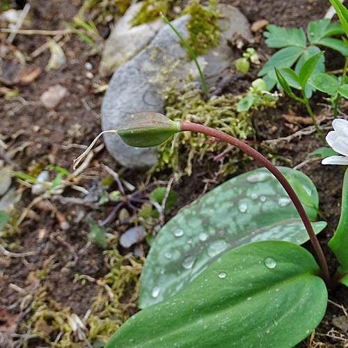 Hundszahnlilie / Erythronium dens-canis