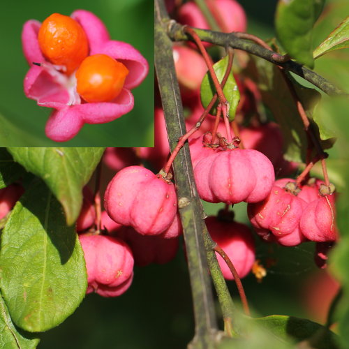 Gemeines Pfaffenhütchen / Euonymus europaeus