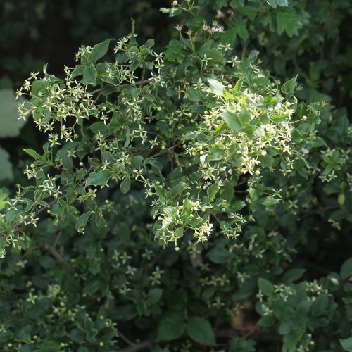 Gemeines Pfaffenhütchen / Euonymus europaeus