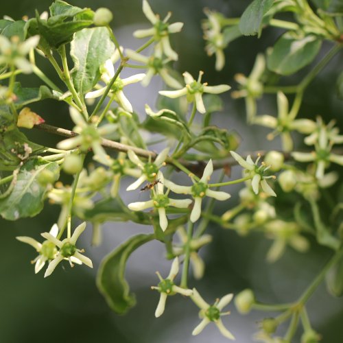 Gemeines Pfaffenhütchen / Euonymus europaeus