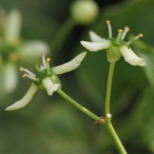 Gemeines Pfaffenhütchen / Euonymus europaeus