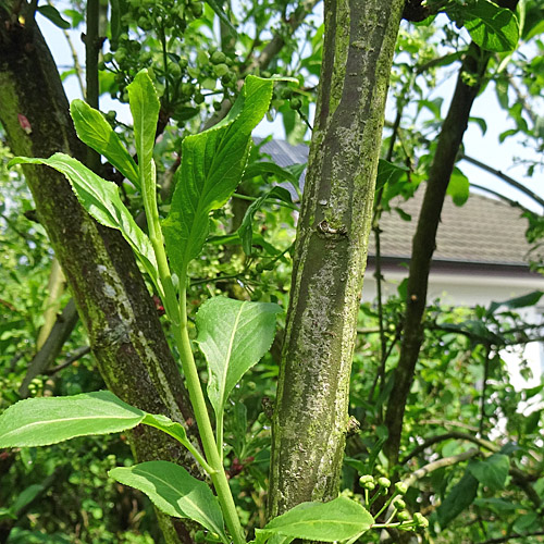 Gemeines Pfaffenhütchen / Euonymus europaeus