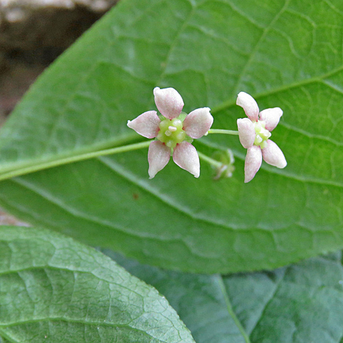 Breitblättriges Pfaffenhütchen / Euonymus latifolius
