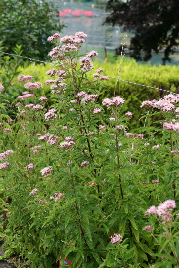 Wasserdost / Eupatorium cannabinum