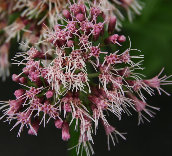 Wasserdost / Eupatorium cannabinum