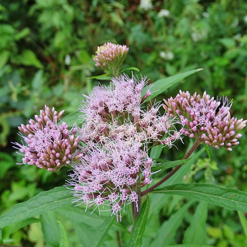 Wasserdost / Eupatorium cannabinum