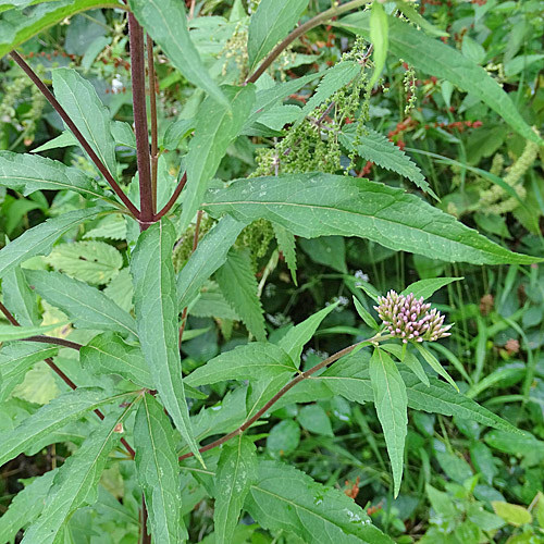 Wasserdost / Eupatorium cannabinum