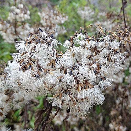 Wasserdost / Eupatorium cannabinum