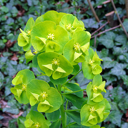 Mandelblättrige Wolfsmilch / Euphorbia amygdaloides