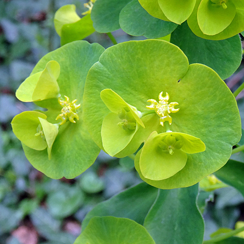 Mandelblättrige Wolfsmilch / Euphorbia amygdaloides