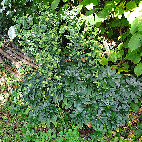 Mandelblättrige Wolfsmilch / Euphorbia amygdaloides