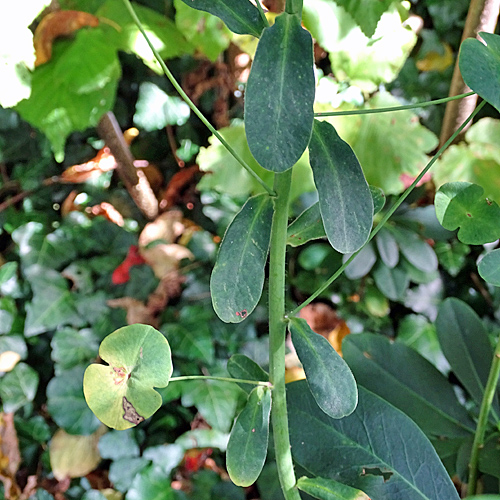 Mandelblättrige Wolfsmilch / Euphorbia amygdaloides