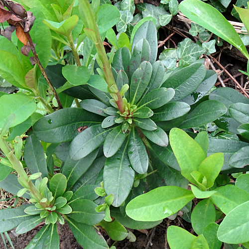 Mandelblättrige Wolfsmilch / Euphorbia amygdaloides