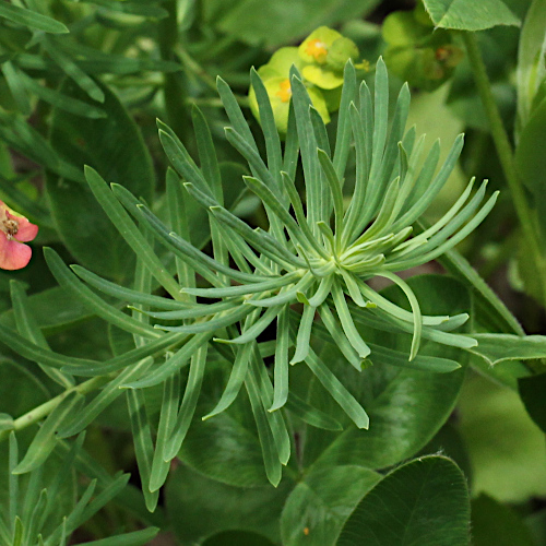 Zypressen-Wolfsmilch / Euphorbia cyparissias