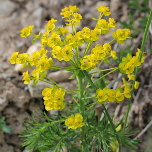 Zypressen-Wolfsmilch / Euphorbia cyparissias