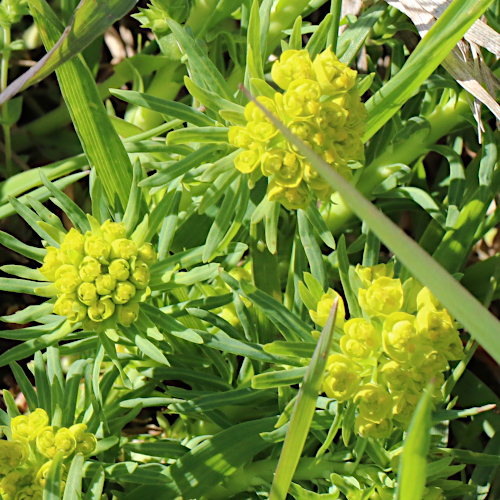 Zypressen-Wolfsmilch / Euphorbia cyparissias
