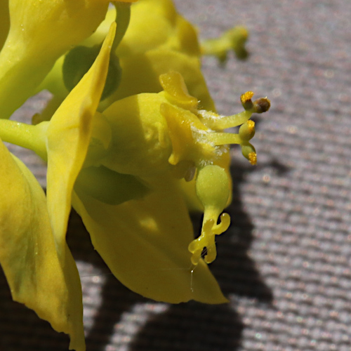 Zypressen-Wolfsmilch / Euphorbia cyparissias