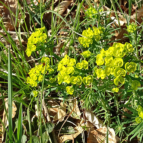 Zypressen-Wolfsmilch / Euphorbia cyparissias