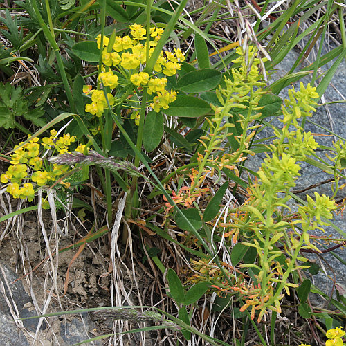 Zypressen-Wolfsmilch / Euphorbia cyparissias