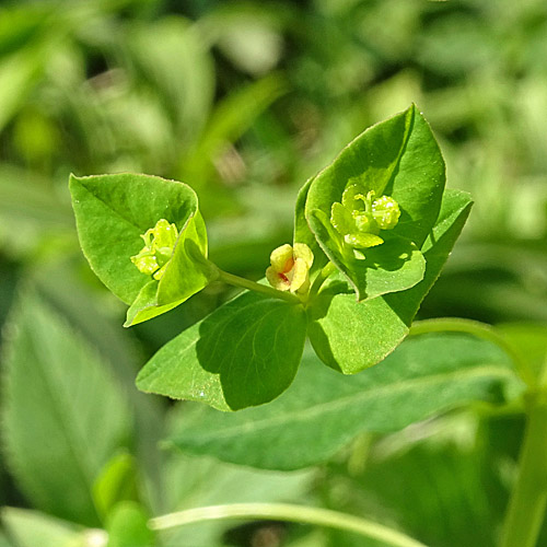 Süsse Wolfsmilch / Euphorbia dulcis