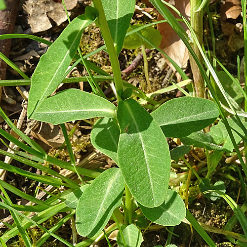 Süsse Wolfsmilch / Euphorbia dulcis