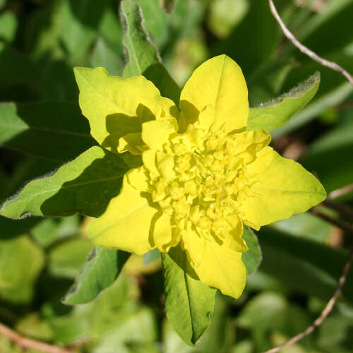 Vielfarbige Wolfsmilch / Euphorbia epithymoides