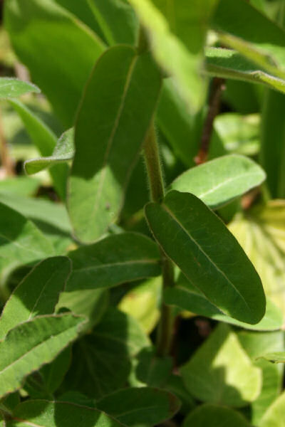 Vielfarbige Wolfsmilch / Euphorbia epithymoides