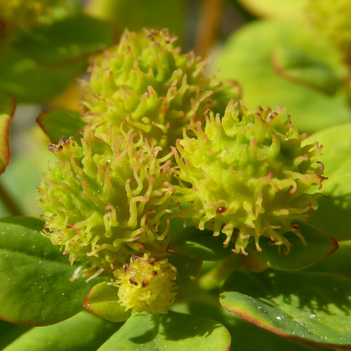 Vielfarbige Wolfsmilch / Euphorbia epithymoides