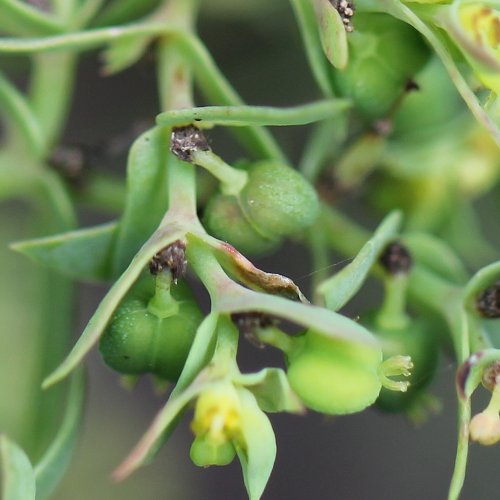 Kleine Wolfsmilch / Euphorbia exigua